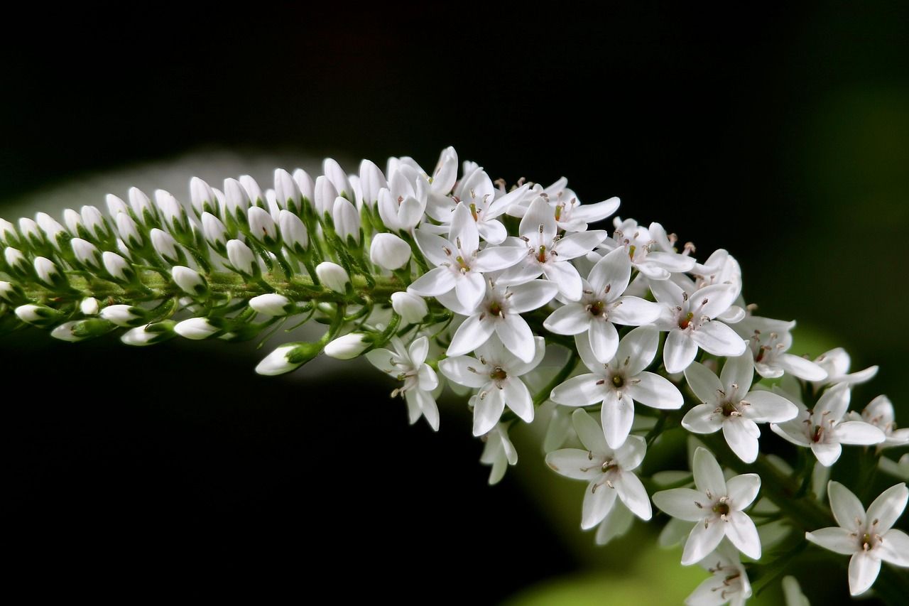 schnee-felberich, lysimachia, inflorescence, entenschnabel-felberich, flower panicles, white flowers, beautiful flowers