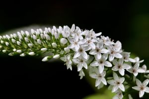 schnee-felberich, lysimachia, inflorescence, entenschnabel-felberich, flower panicles, white flowers, beautiful flowers