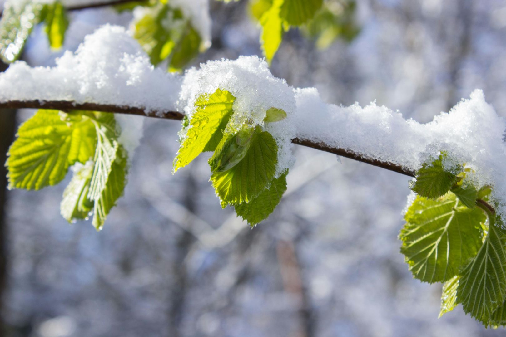 Schneebedeckte Blätter Auf Zweig Am Tag