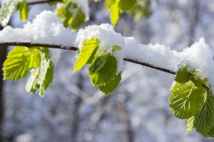Schneebedeckte Blätter Auf Zweig Am Tag