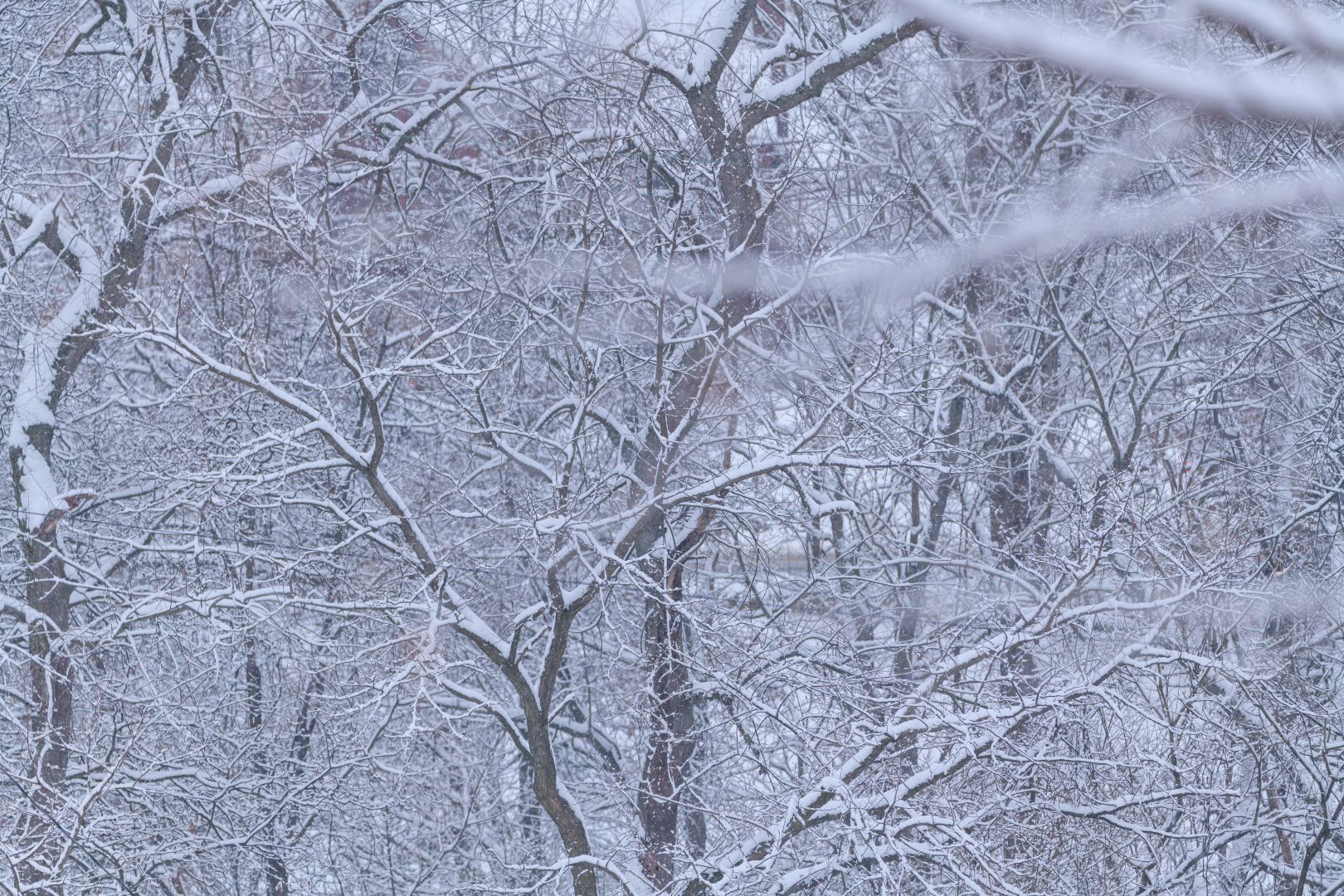 Schneebedeckte Äste in einem friedlichen Winterwald in Canonsburg, Pennsylvania.