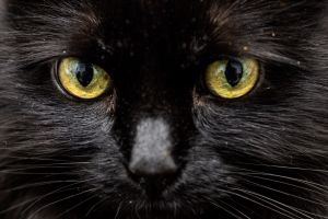 Schwarze Katze