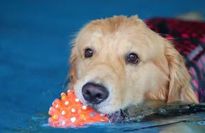 Schwimmtraining für Hunde: So gewöhnst du deinen Vierbeiner sicher ans Wasser