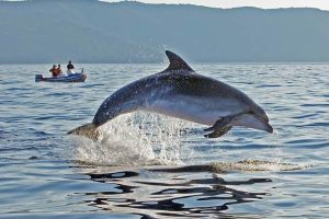 Sichten statt stören: So können Urlaubsgäste zum Schutz der Adria-Delfine beitragen