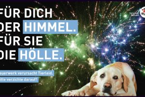 Silvester? Bitte böllerfrei!