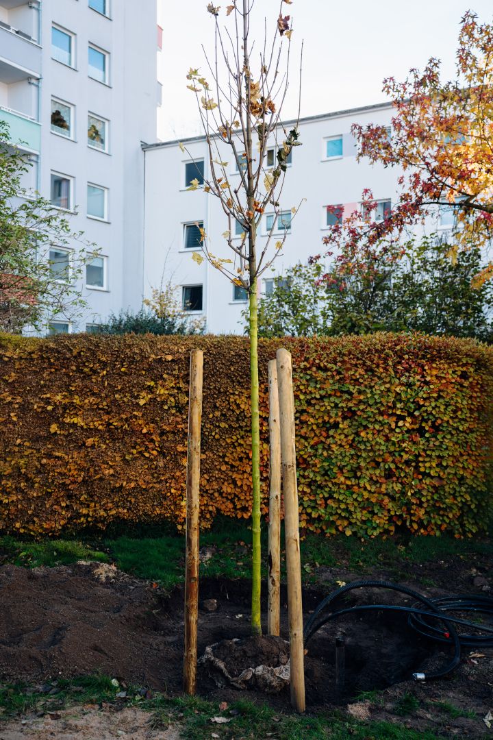 Smarte Baumbewässerung für klimaresiliente Quartiere