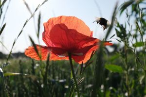 Sommerwetter