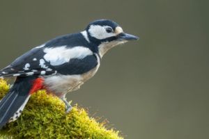 Specht hackt Löcher in die Hausfassade – was ist zu tun?