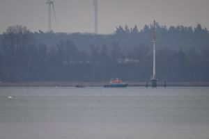 Suche nach Wal geht weiter