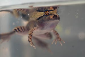 Südlicher Stotterfrosch (Mixophyes australis) in Australien