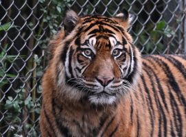 Sumatra-Tiger