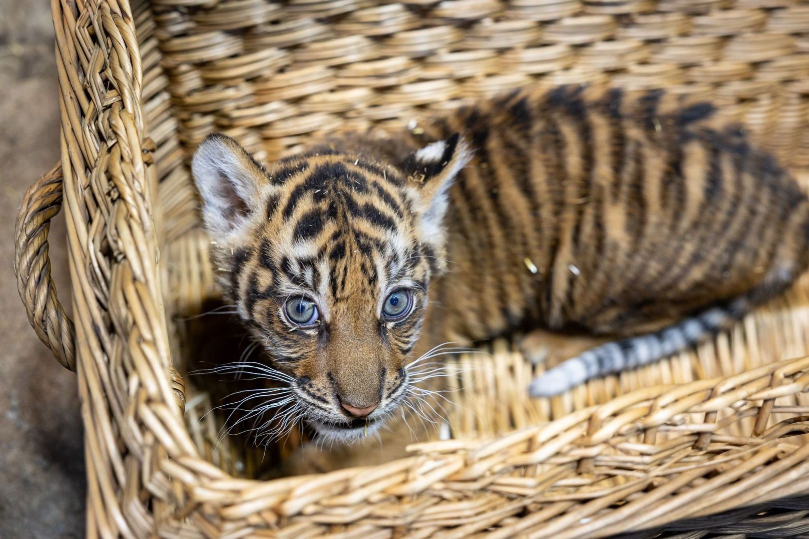 Sumatra-Tiger-Jungtier im Tierpark Berlin