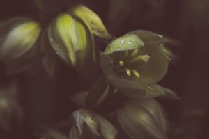 summer, sommer, nature, flowers, outdoors, garden, season, germany, deutschland, beautiful flowers
