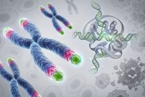 Telomere im Fokus der Longevity-Forschung