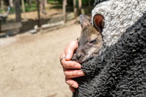 Tierpark-Chefin zieht Känguru-Baby im Pulli auf