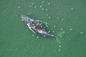 Toter Wal vor dänischer Insel Anholt entdeckt