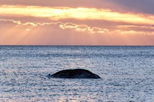 Toter Wal vor dänischer Insel Anholt entdeckt