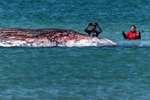 Toter Wal vor dänischer Insel Anholt entdeckt
