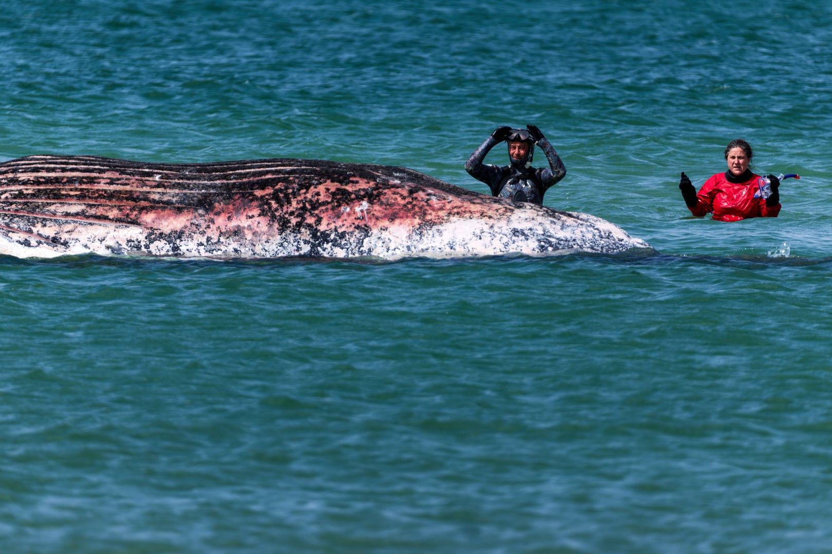 Toter Wal vor dänischer Insel Anholt entdeckt