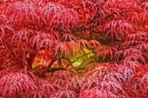 tree, maple, fall, september, nature, red