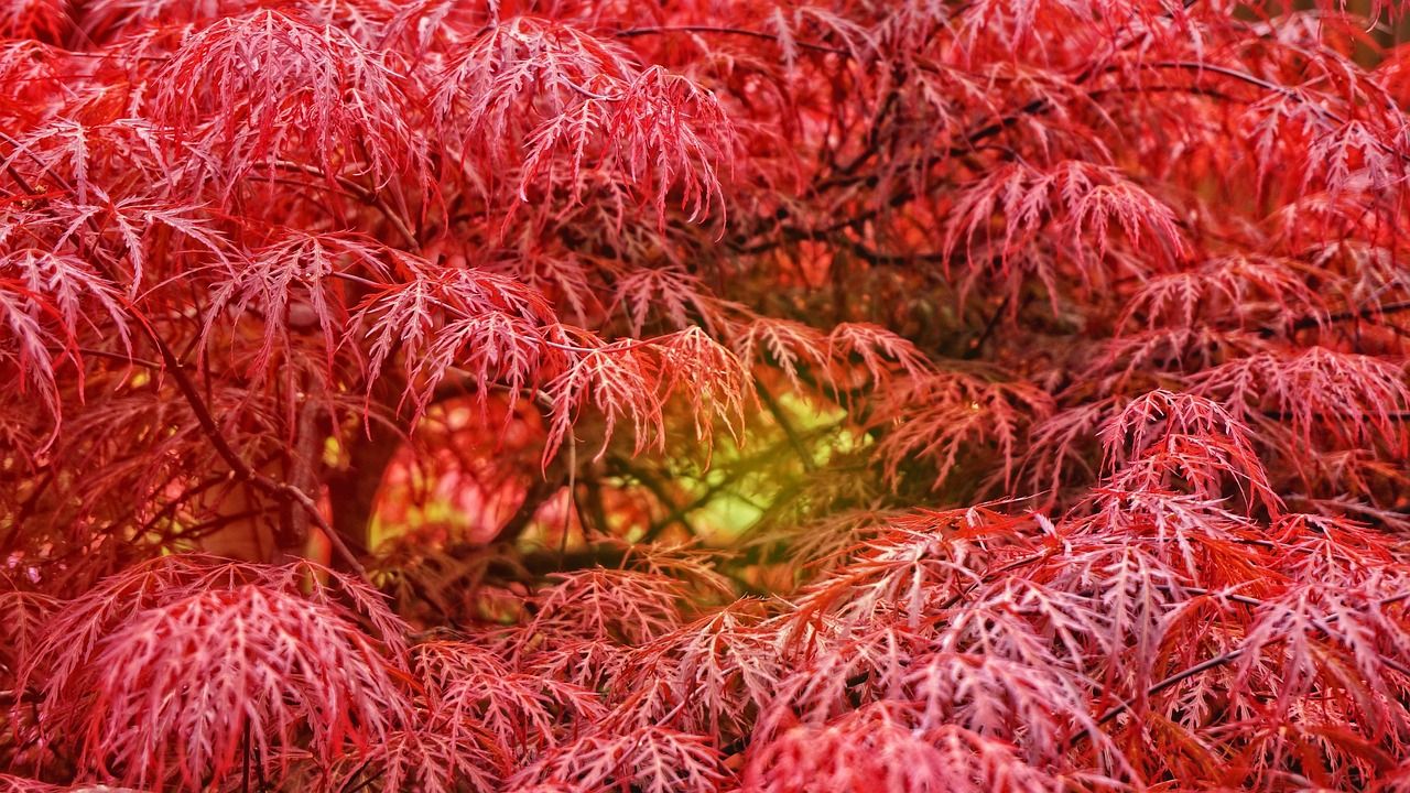tree, maple, fall, september, nature, red