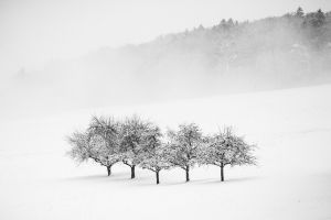 trees, snow, winter, landscape, cold, forest, season, outdoors, winter landscape, fog, minimalism, minimalist, black-and-white, nature