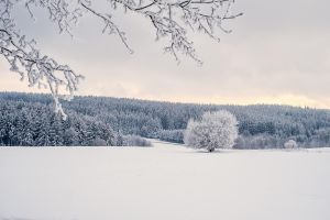trees, snow, winter, landscape, covered in snow, nature, winter landscape, sunset, cold, icy