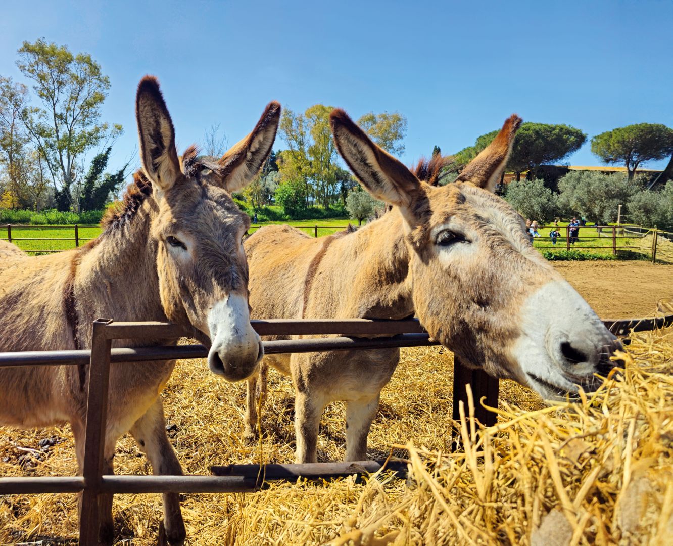 trendtours nimmt Zypern ins Programm