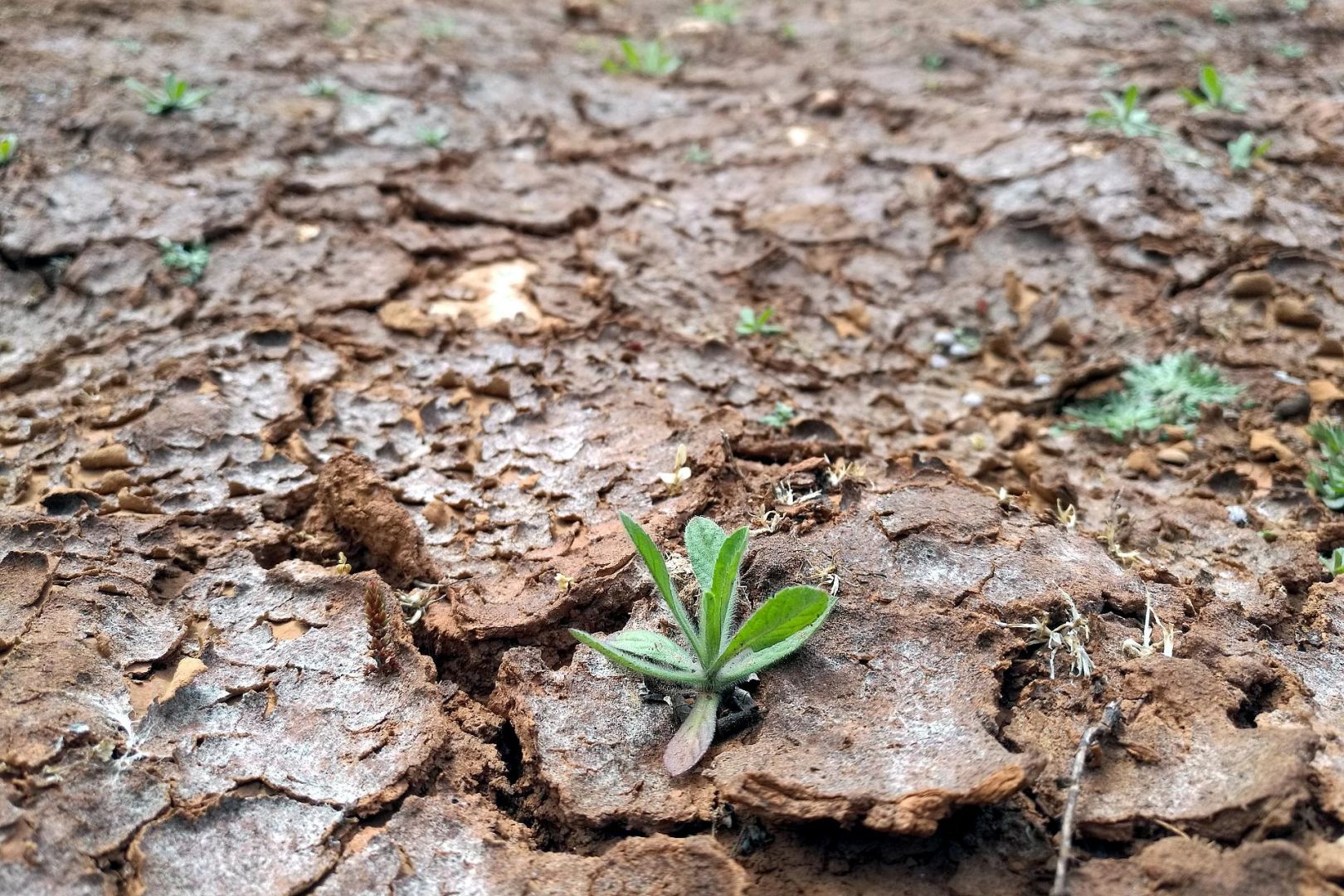 Trockenes Feld (Archiv)