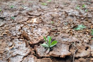 Trockenes Feld (Archiv)