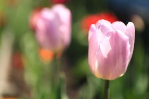 tulpe, blume, rosa blue, rosa tulpe, frühling, flora, natur, sonne
