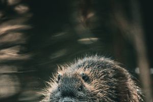 Und ewig grüßt das Bibertier