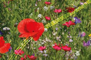 Unser Landkreis blüht auf