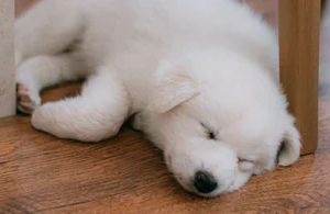 Vitamine, Mineralstoffe & Co.: Was Hund und Katze wirklich brauchen