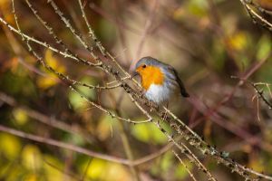 vogel, robin, gefieder, singvogel, vogelkunde, tierwelt, rotkehlchen, frühling, vogelbeobachtung, natur