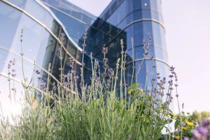 Vorschlag eines einheitlichen Ruhetages in den USA: Stellungnahme der adventistischen Kirchenleitung