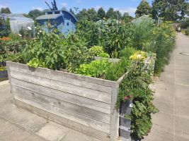 Vortrag "Gemüseanbau im Topf und Balkon" mit Katrin Kell in Donauwörth