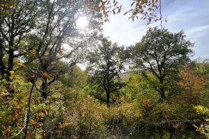 Wälder als Hotspots der Biodiversität