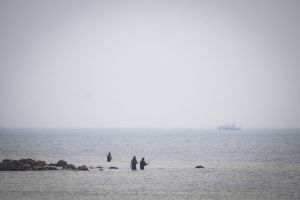 Wal an der Ostseeküste - Fortsetzung der Suche