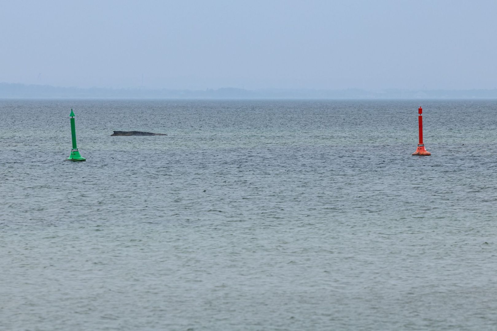 Wal an der Ostseeküste gestrandet