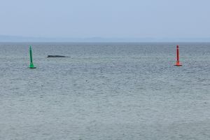 Wal an der Ostseeküste gestrandet