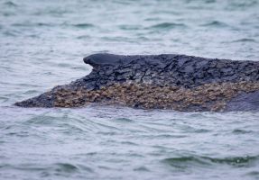 Wal an der Ostseeküste gestrandet