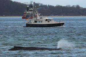 Wal an der Ostseeküste gestrandet