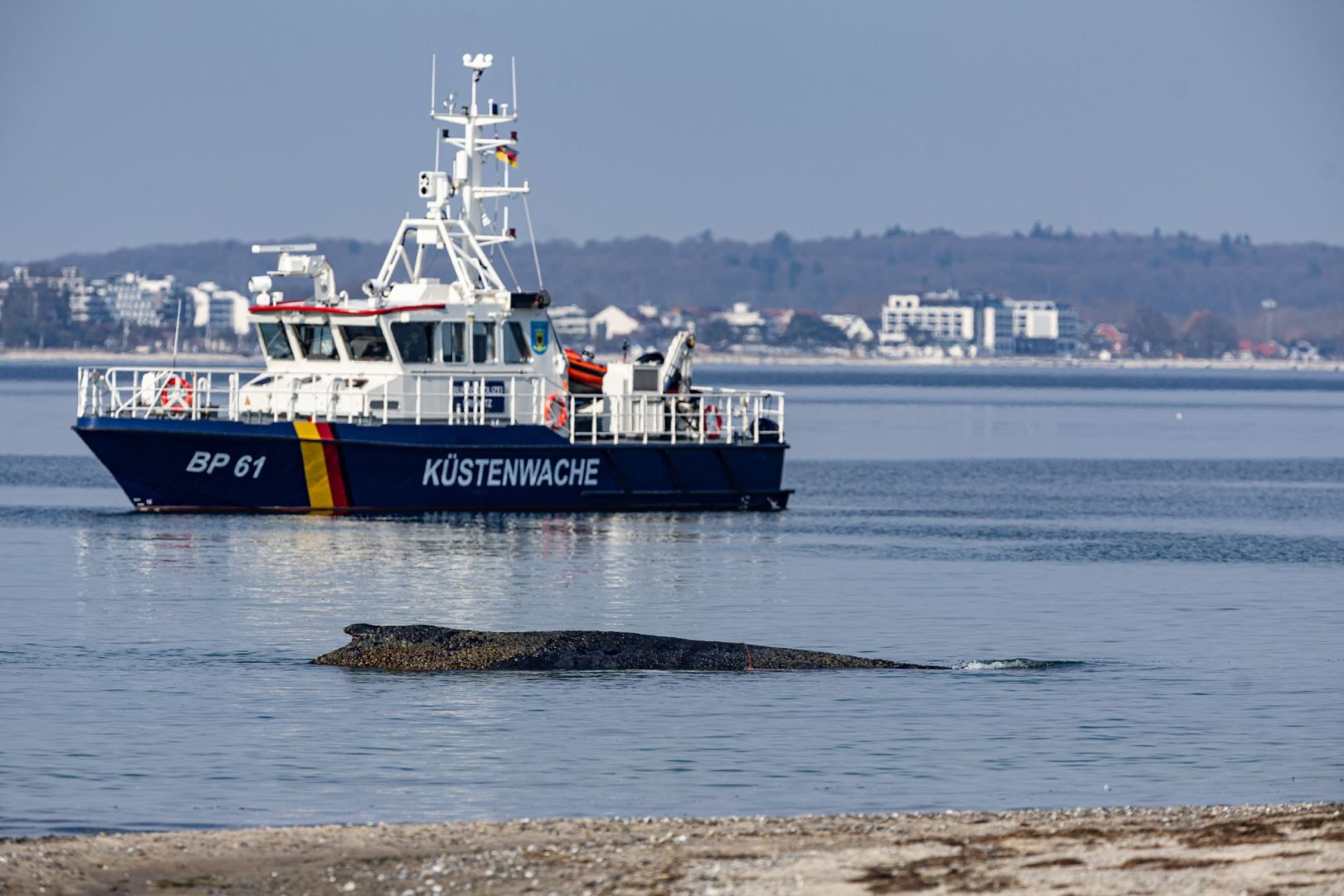 Wal an der Ostseeküste gestrandet – Rettung läuft