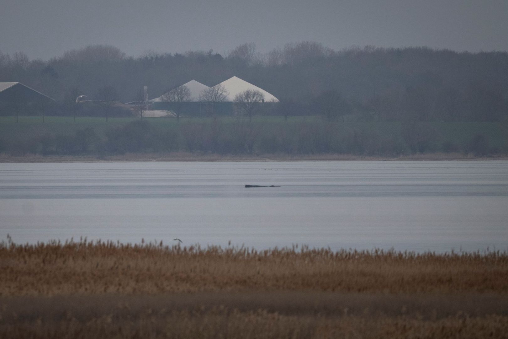 Wal erneut gestrandet