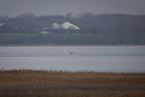 Wal erneut gestrandet