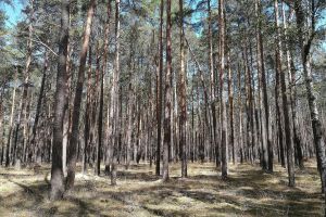 Wald (Archiv)