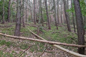 Wald (Archiv)