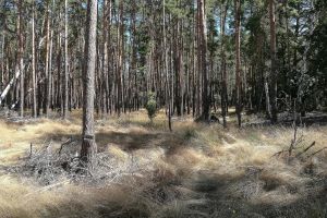 Wald (Archiv)