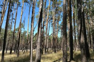 Wald (Archiv)